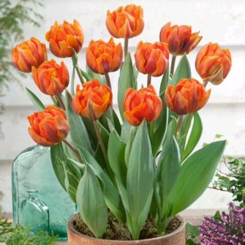 Tulipano King Orange (10 BULBI)