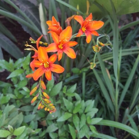 Crocosmia "Masoniorum" [Vaso 14cm]