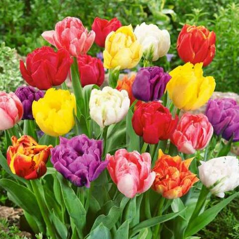 Tulipano Double Early Mixed (10 BULBI)