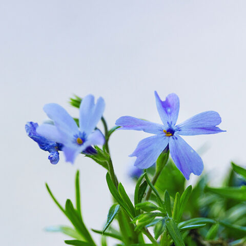 Phlox subulata "Emerald Cushion Blue" [Vaso 18cm]