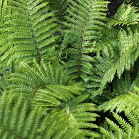 Polystichum aculeatum [Vaso 10cm]