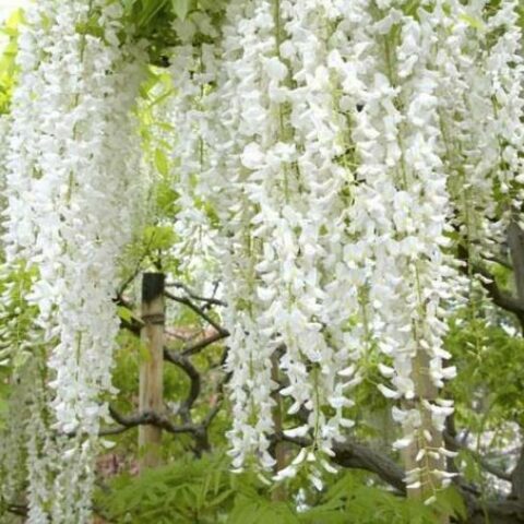 Wisteria floribunda "Shiro-noda" (Glicine) [Vaso 15cm]