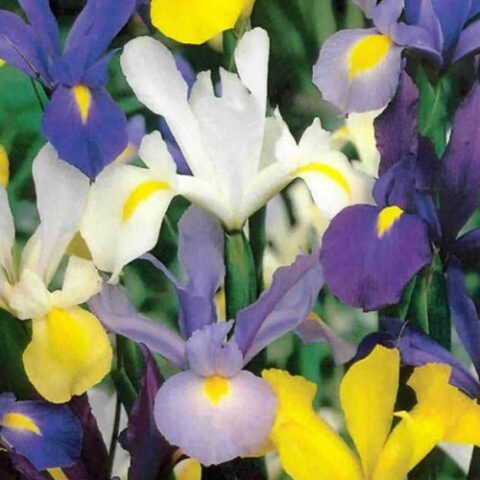 Iris hollandica Mixed - Giaggiolo (10 BULBI)