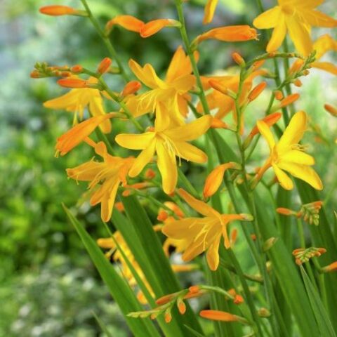 Crocosmia "George Davidson" [Vaso 14cm]