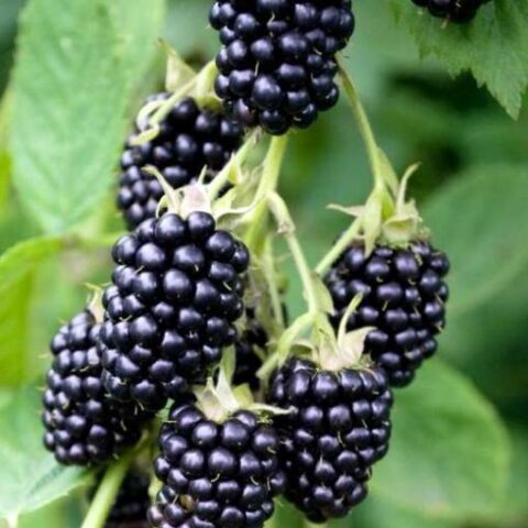 Mora "Loch Ness" (Rubus fruticosus) [Vaso 1,5 Litri]