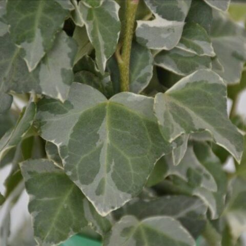Hedera helix "Elegantissima" (Edera)