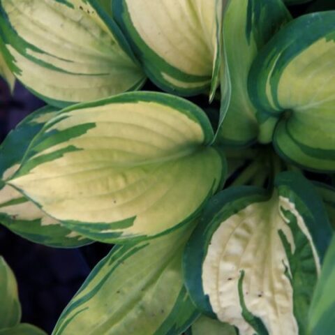 Hosta "Great Expectations" [Vaso 14cm]