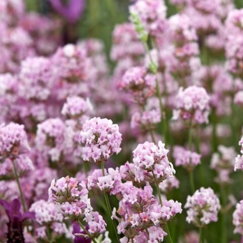 Lavandula angustifolia "Rosea" (Lavanda) [Vaso 14cm]