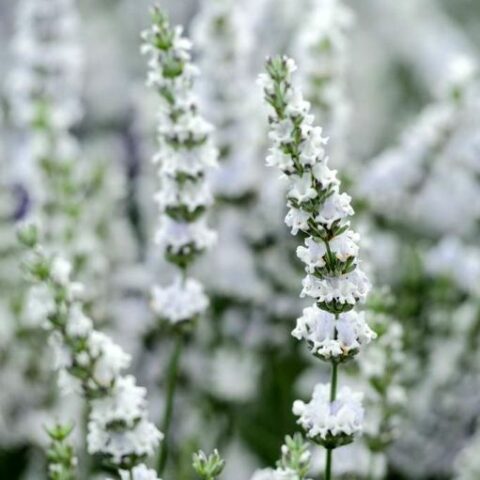 Lavandula intermedia "Edelweiss" (Lavanda) [Vaso 14cm]