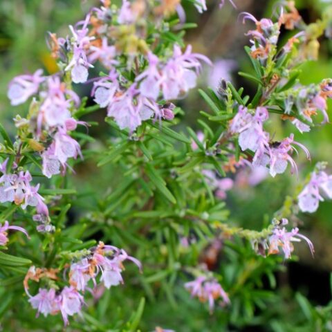 Rosmarinus officinalis "Roseus" (Rosmarino) [Vaso 19cm]