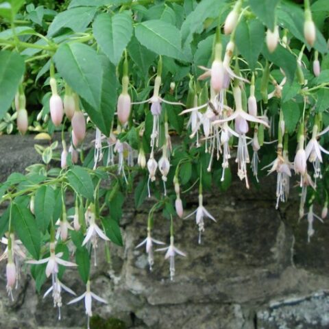 Fuchsia magellanica "Alba" [Vaso 10cm]