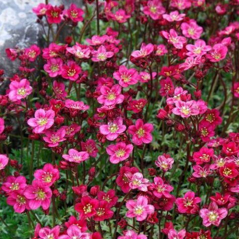 Saxifraga x arendsii "Bltenteppich" [Vaso 10cm]
