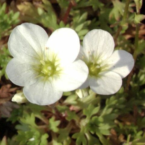Saxifraga x arendsii "Schneeteppich" [Vaso 10cm]