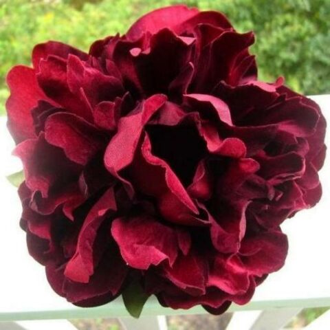 Paeonia "Houki Dark Red" (Peonia) [Vaso11cm]