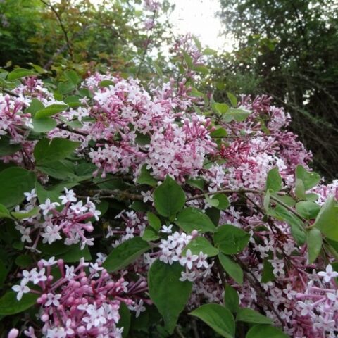 Syringa microphylla "Superba" (Lill) [Vaso 24cm]