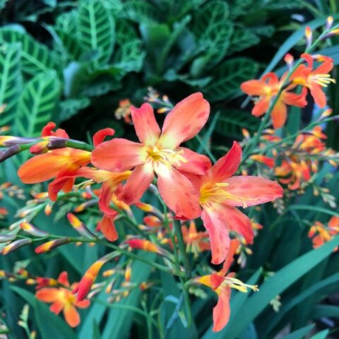 Crocosmia "Carmine Brilliant" [Vaso 19cm]