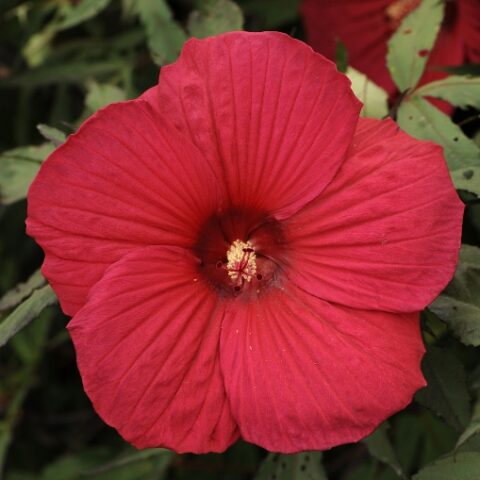 Hibiscus moscheutos "Fireball" (Ibisco) [Vaso 25cm]