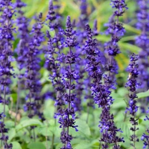 Salvia "Mystic Spires Blue" [Vaso 13cm]