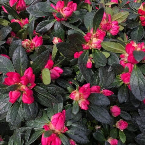Rhododendron simsii "Otto" (Rododendro) [Vaso 14cm]