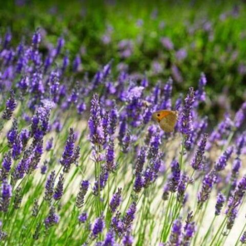 Lavandula "Margherita Blu" (Lavanda) [Vaso 14cm]
