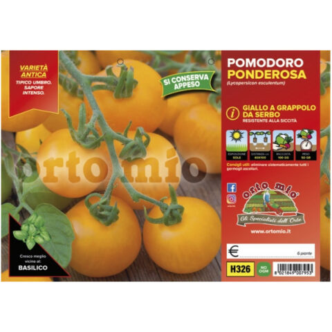 Pomodoro da appendere Ponderosa giallo [1 Plateaux da 6]