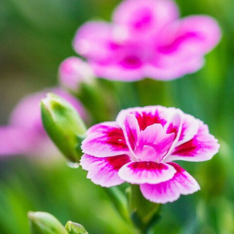 Dianthus "Pink Kisses" [Vaso 11cm]