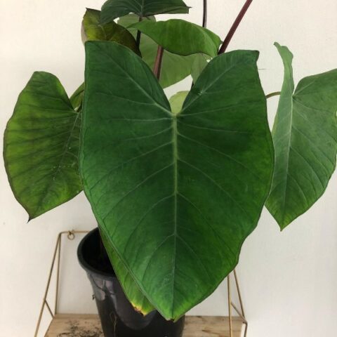 Xanthosoma saggittifolium "Frozen Planet" [Vaso 21cm | H. 75 cm.]