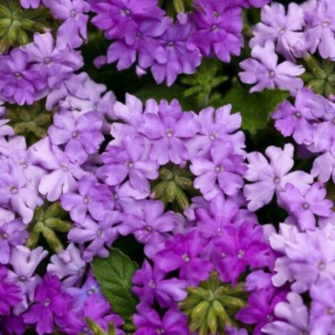 Verbena x hybrida prostrata [Vaso 10cm]