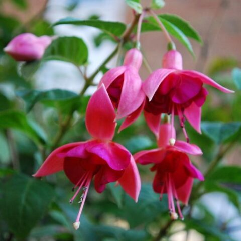 Fuchsia "Beacon" [Vaso 17cm]