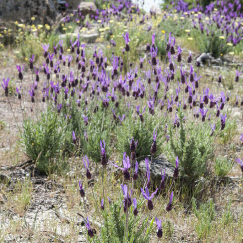 Lavandula dentata "Spagnola" (Lavanda) [Vaso 14cm]