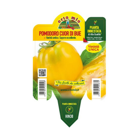 Pomodoro a Cuore giallo "Cuore di Jesi" innestato [Vaso 14cm]