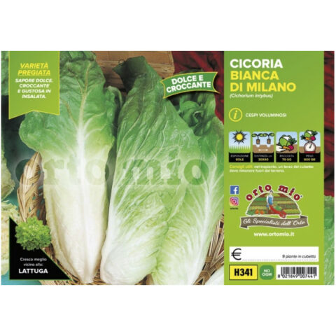 Cicoria e Radicchio bianca di Milano "Sumero F1" [1 Plateaux da 9]