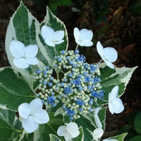 Hydrangea macrophylla "Variegata" (Ortensia) [Vaso 19cm]