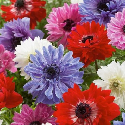 Anemone Blanda Mixed (10 BULBI)