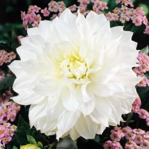 Dahlia Decorative Dinner Plate White Perfection - Dalia (1 BULBO)