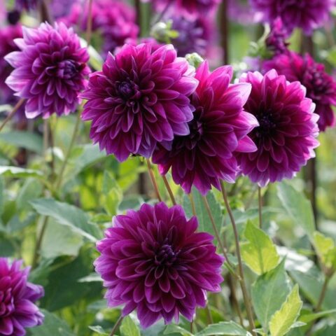 Dahlia Decorative Thomas A. Edison - Dalia (1 BULBO)