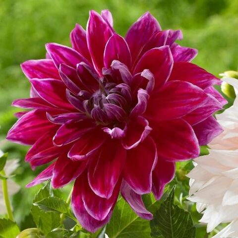 Dahlia Mero Star - Dalia (1 BULBO)
