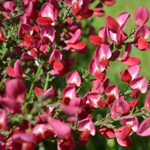 Cytisus x praecox "Dewy" (Ginestra) [Vaso 14cm]
