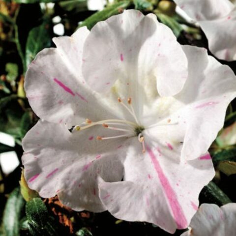 Azalea Encore "Starlite" [Vaso 20cm]