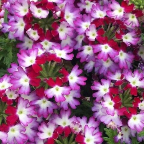 Verbena "Hurricane Magenta" [Vaso 14cm]
