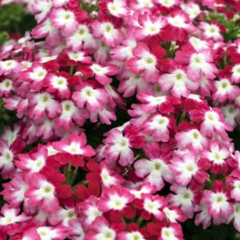 Verbena hybrid Hurricane Red Wesverhure [Vaso 14cm]