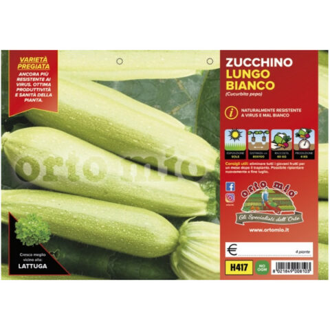 Zucchino lungo bianco "Otto F1" [1 Plateaux da 4]