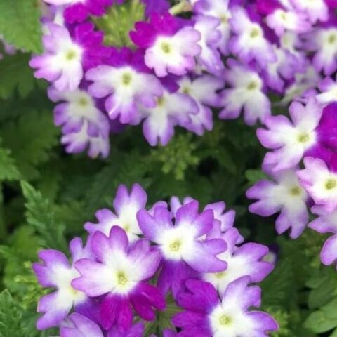 Verbena "Hurricane Purple" [Vaso 14cm]