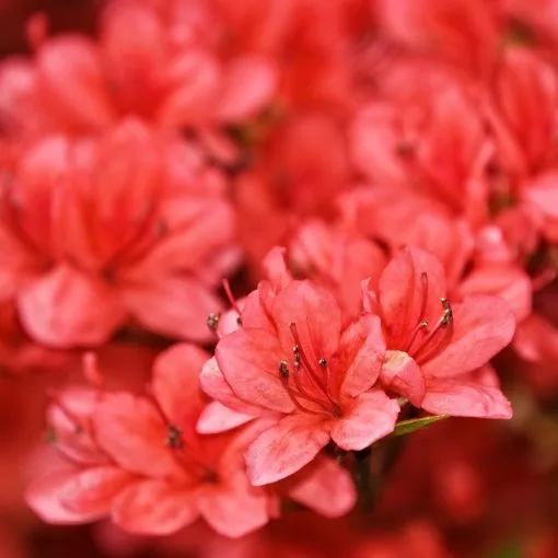 Azalea japonica "Rex"