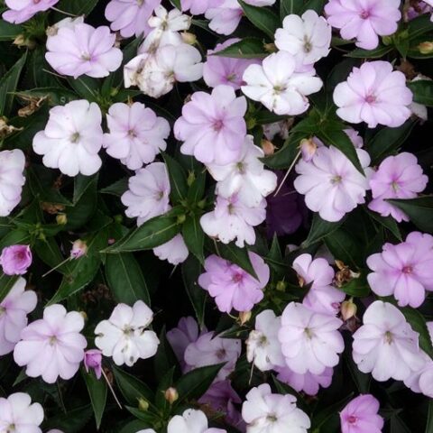Sunpatiens vigorous "Lavender Bicolour" [Vaso 10,5cm]