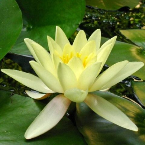 Nymphaea hybrida gi "Marliacea Chromatella" M (Ninfea) [Vaso 14cm]