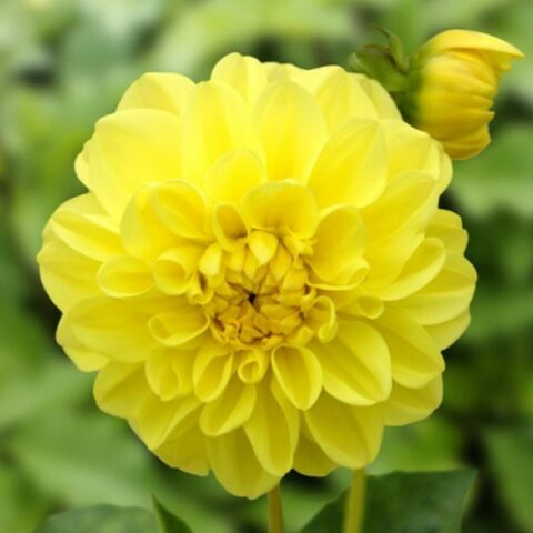 Dahlia Border Decorative Sisa - Dalia (1 BULBO)