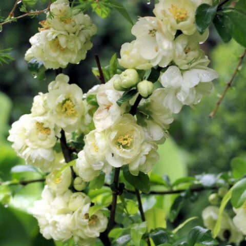 Chaenomeles japonica "Rising Sun" [Vaso 17cm]