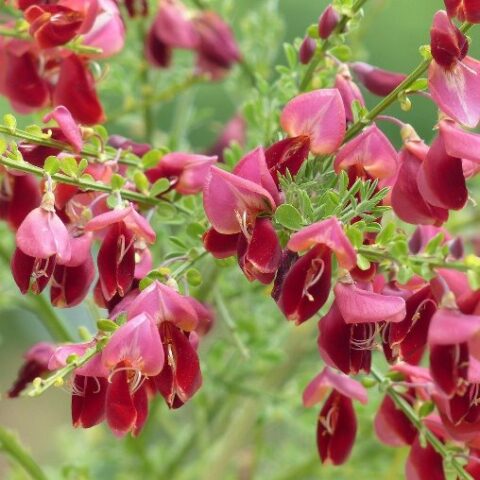 Cytisus scoparius "Killiney Red" (Ginestra) [Vaso 16cm]