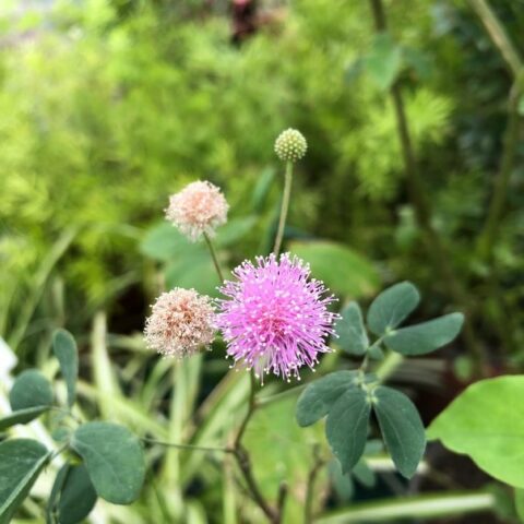 Mimosa albida [H. 30-100 cm.]